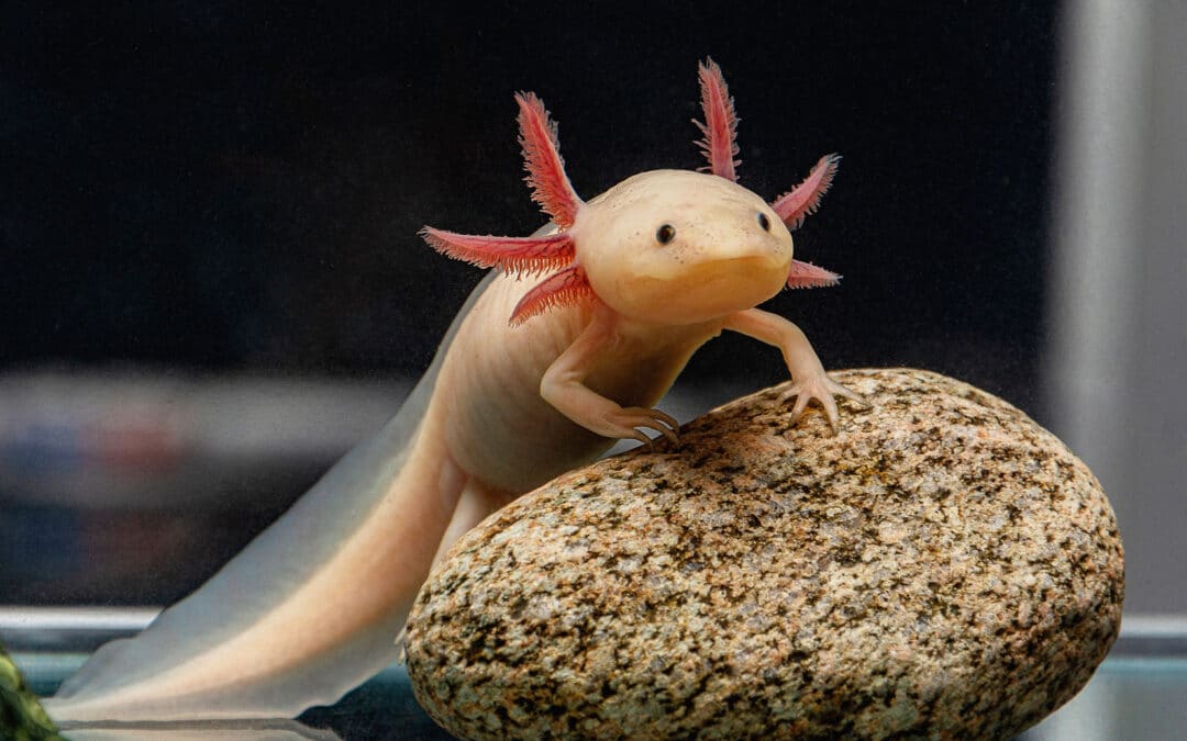Axolotl