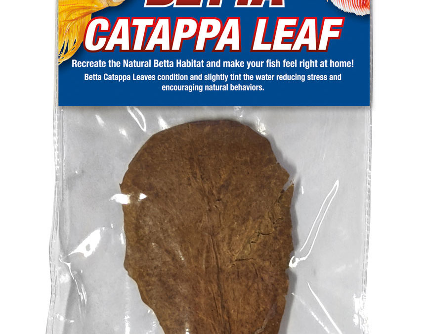 Betta Catappa Leaf
