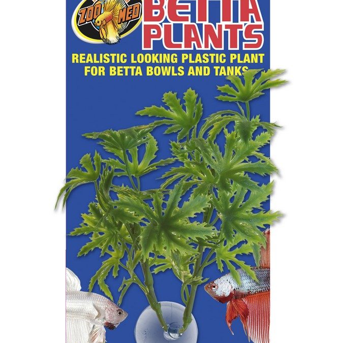 Betta Plants&trade; – Papaya