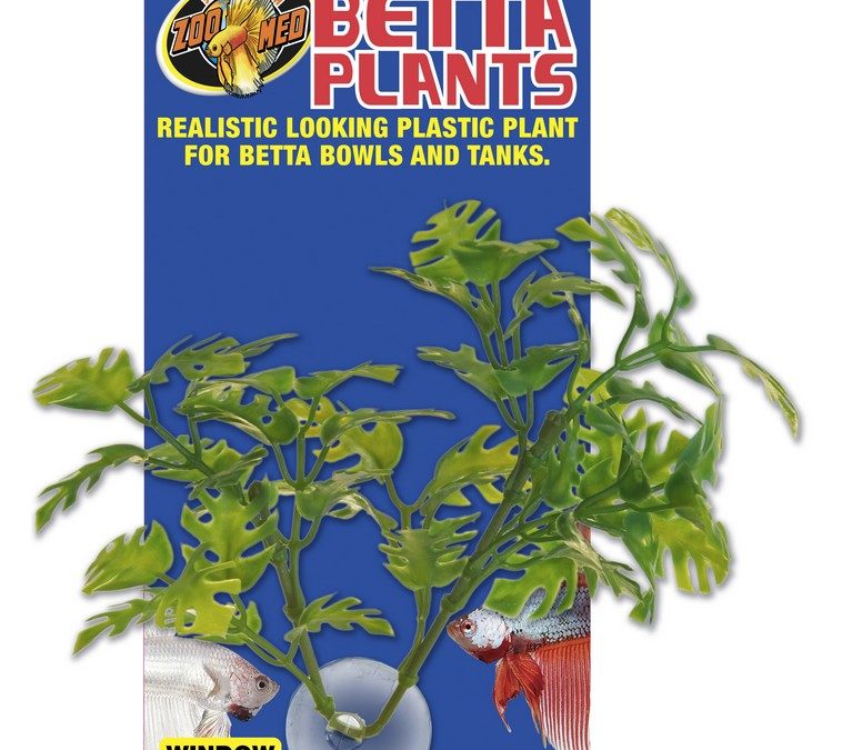 Betta Plants&trade; – Window Leaf
