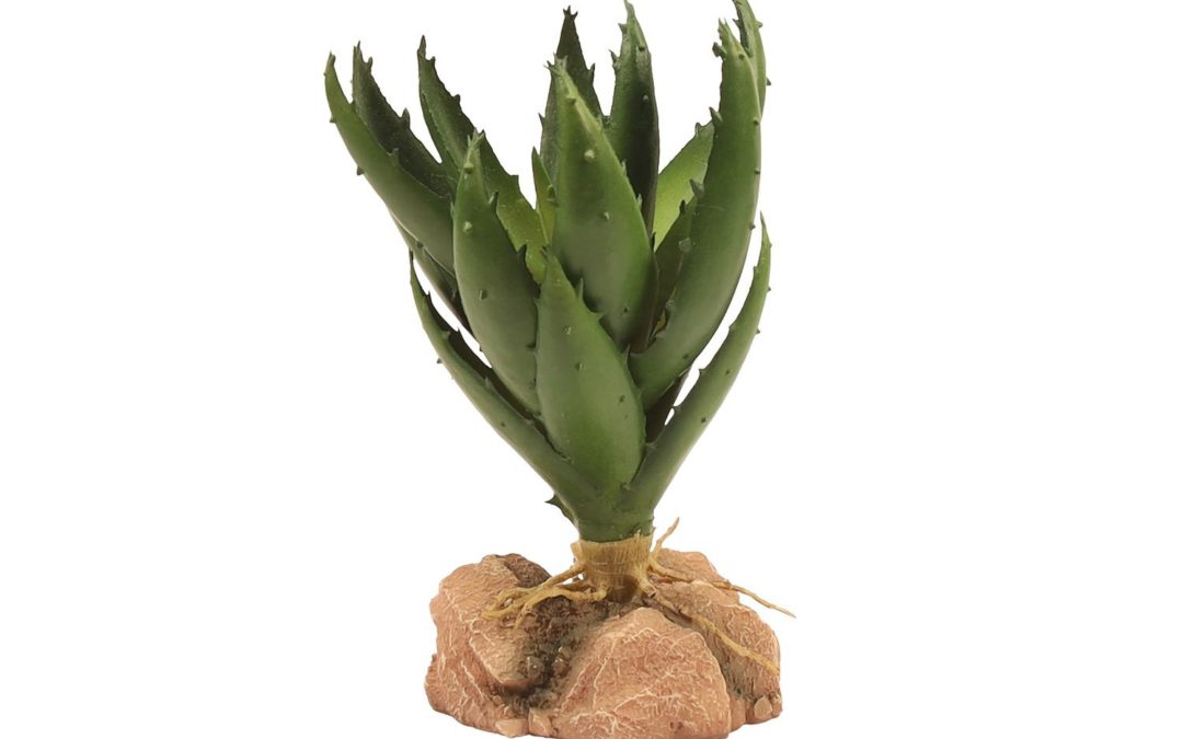 Desert Flora – Green Aloe