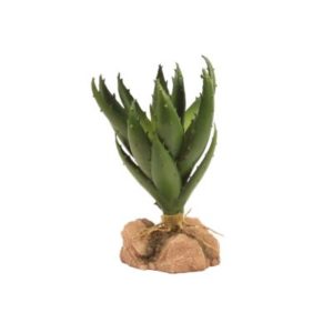 Desert Flora - Green Aloe
