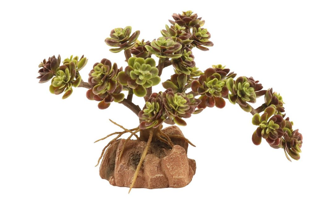 Desert Flora – Red Leaf Stonecrop
