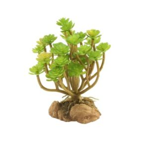 Desert Flora - Tree Houseleek