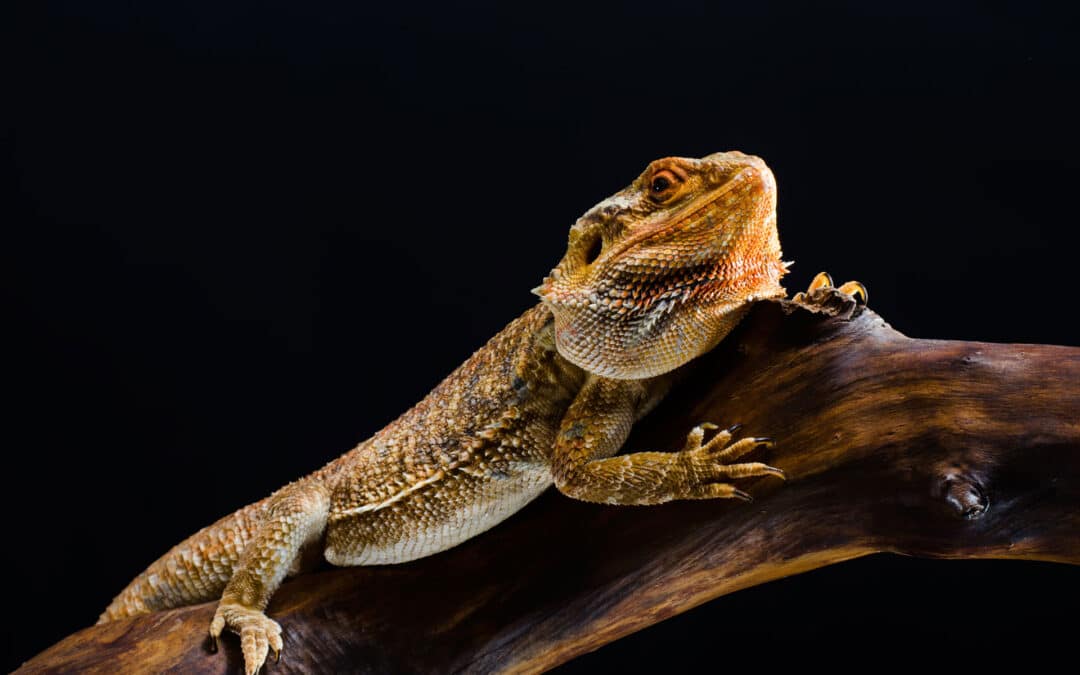 Bearded Dragon