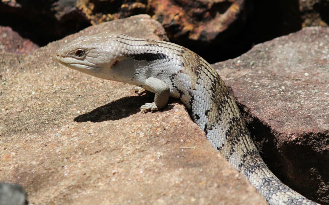 Blue Tongue Skink – Australian