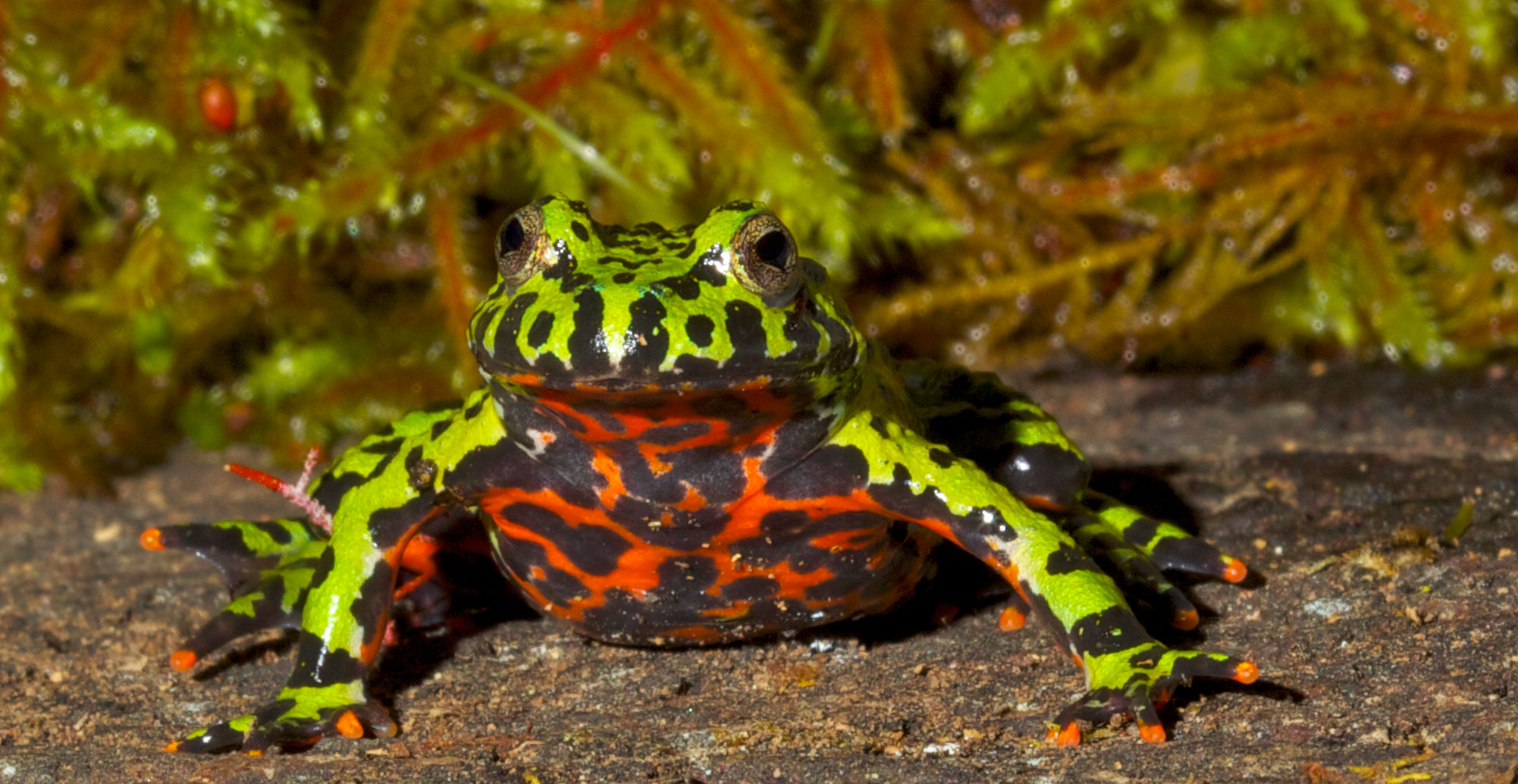 Fire Belly Toad 