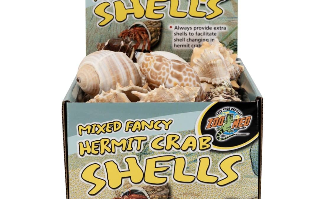Hermit Crab Shells