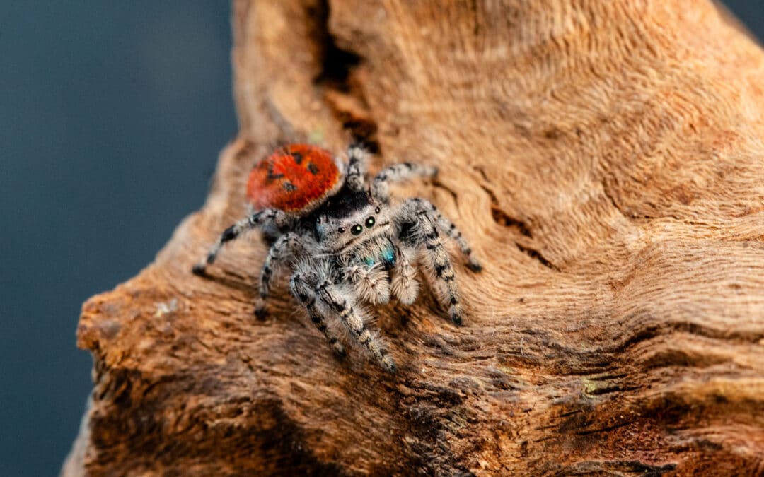 Jumping Spider
