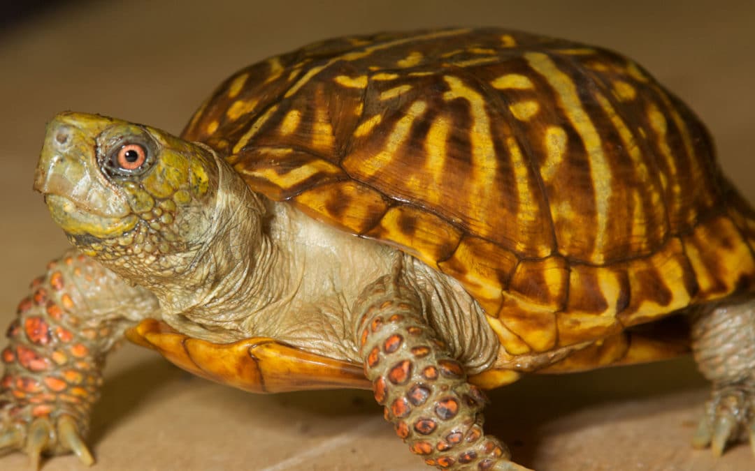 North American Box Turtle