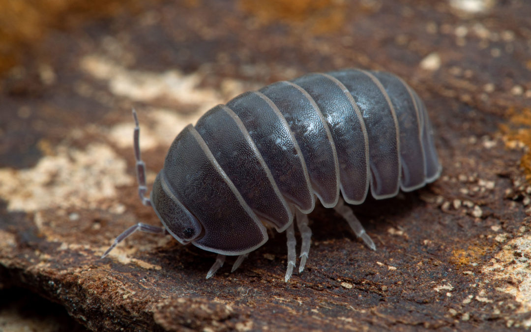 Isopod Education