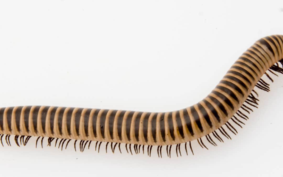 Millipedes